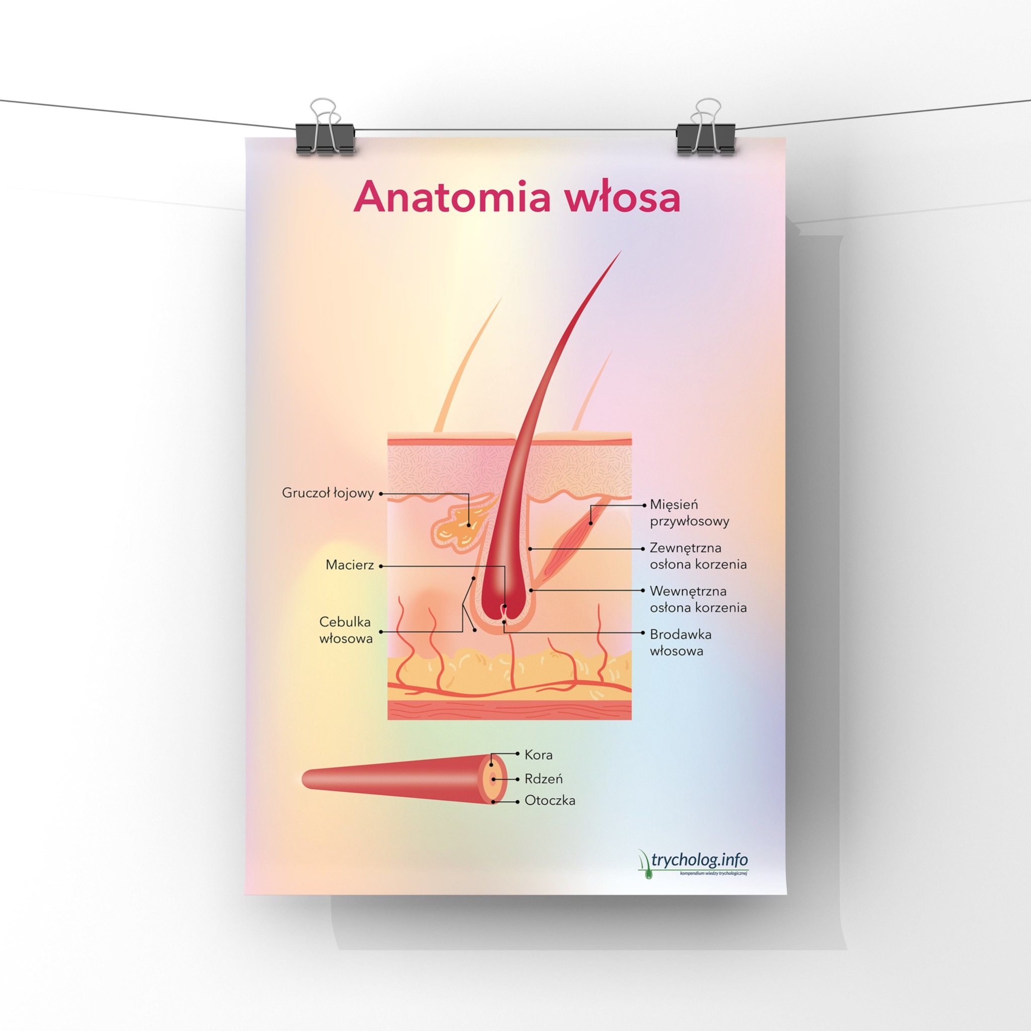 Trychologia - Anatomia włosa