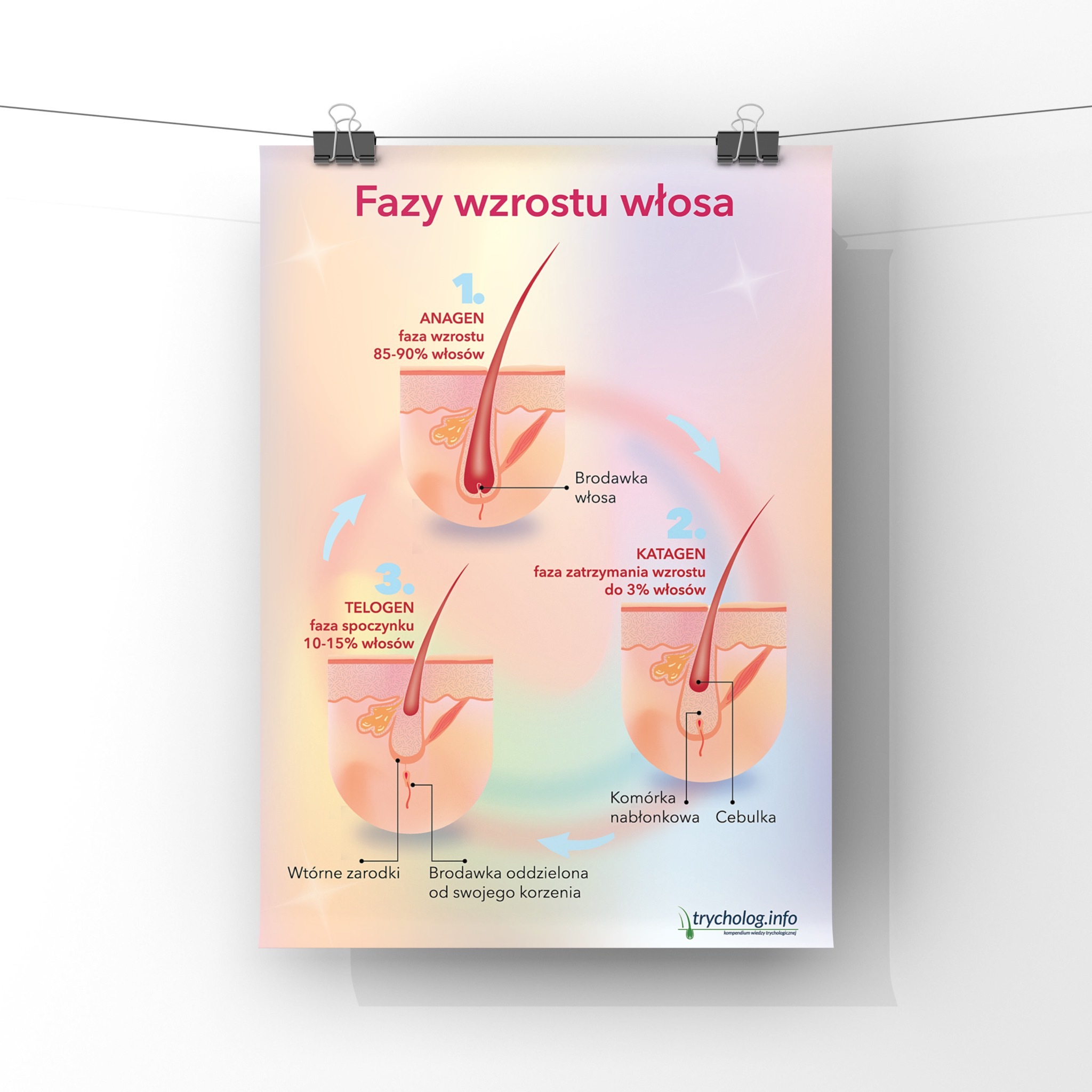 Trychologia - fazy wzrostu włosa